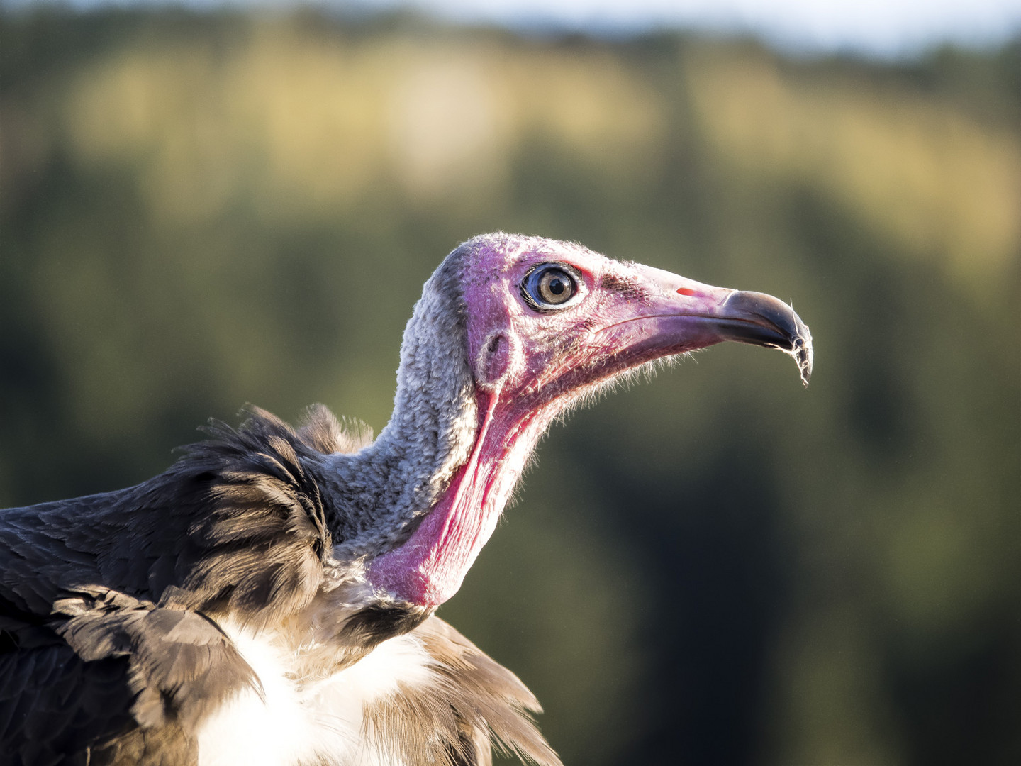 Weiß der Geier