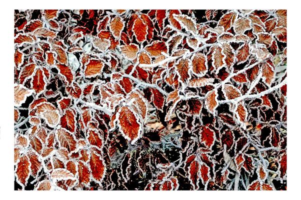 Weiss eingerahmt ist nicht nur dieses Bild....