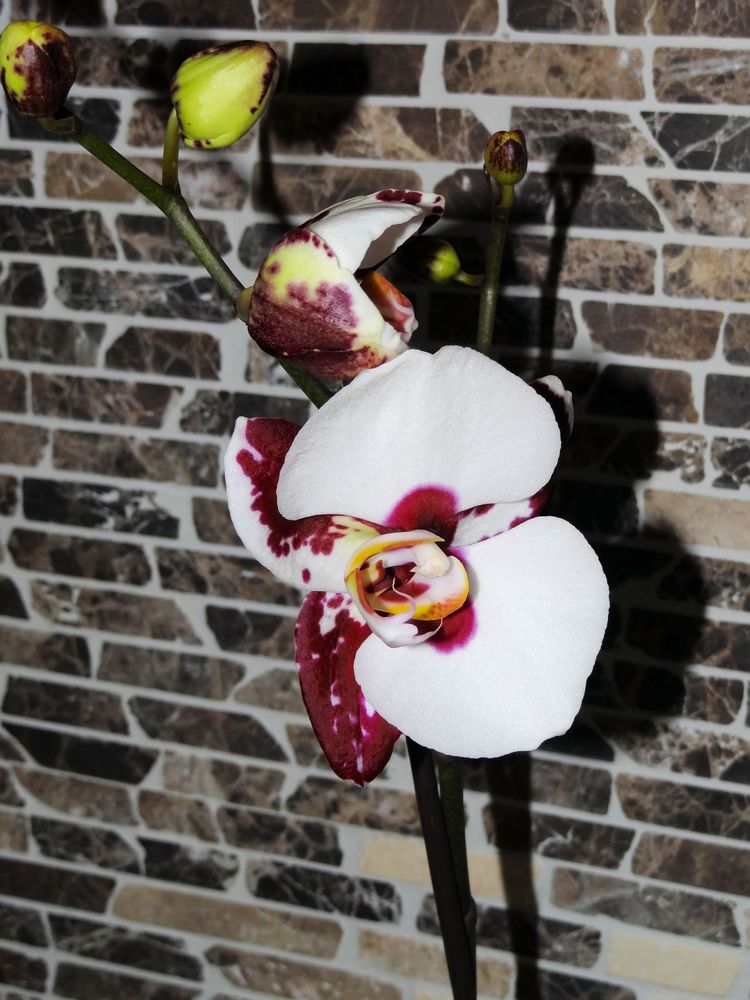 weiß gefleckte orchidee