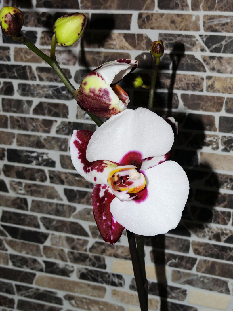 weiß gefleckte orchidee