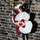 weiß gefleckte orchidee