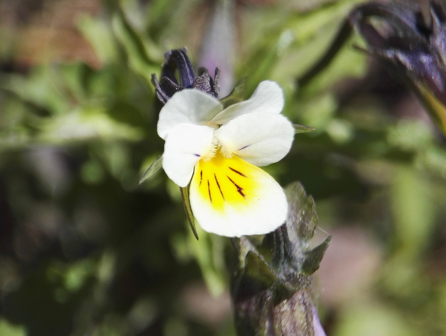 Weiß, gelbe Blüte