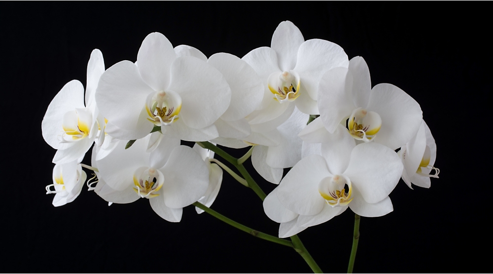 weiß-gelbe Phalaenopsis 1
