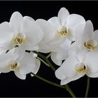 weiß-gelbe Phalaenopsis 1