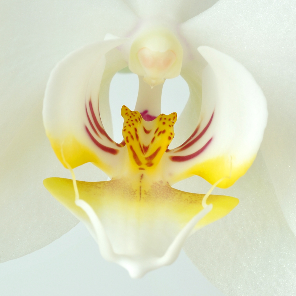 weiß-gelbe Phalaenopsis