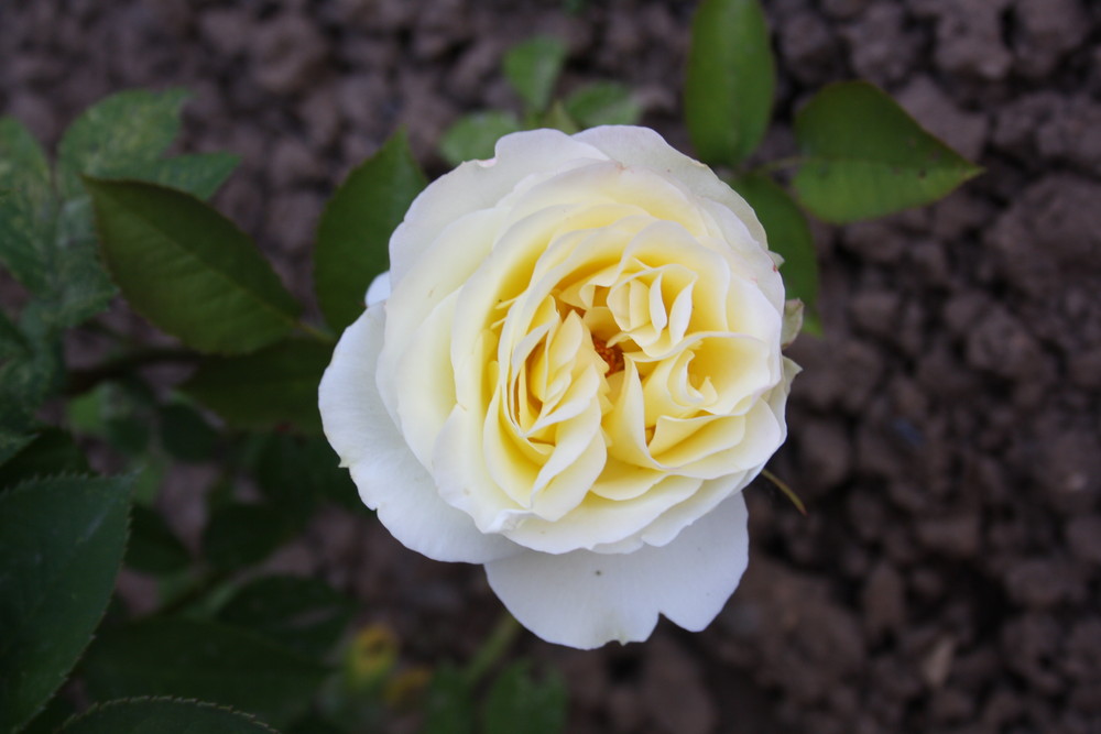 Weiß-gelbe Rose