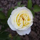 Weiß-gelbe Rose