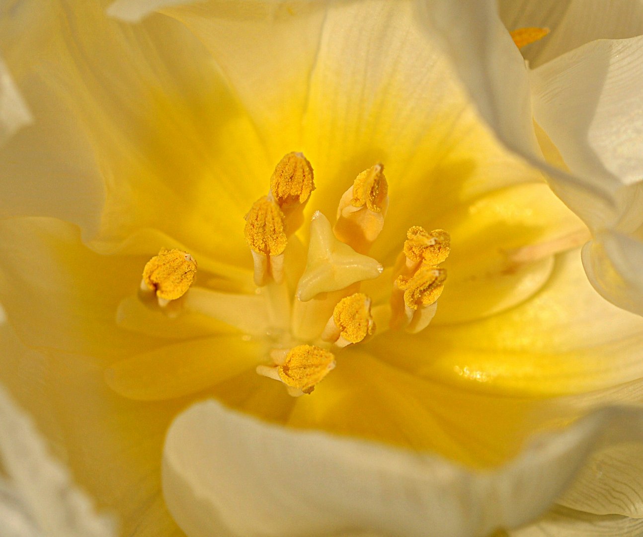 Weiß-gelbe Tulpenfarbenpracht