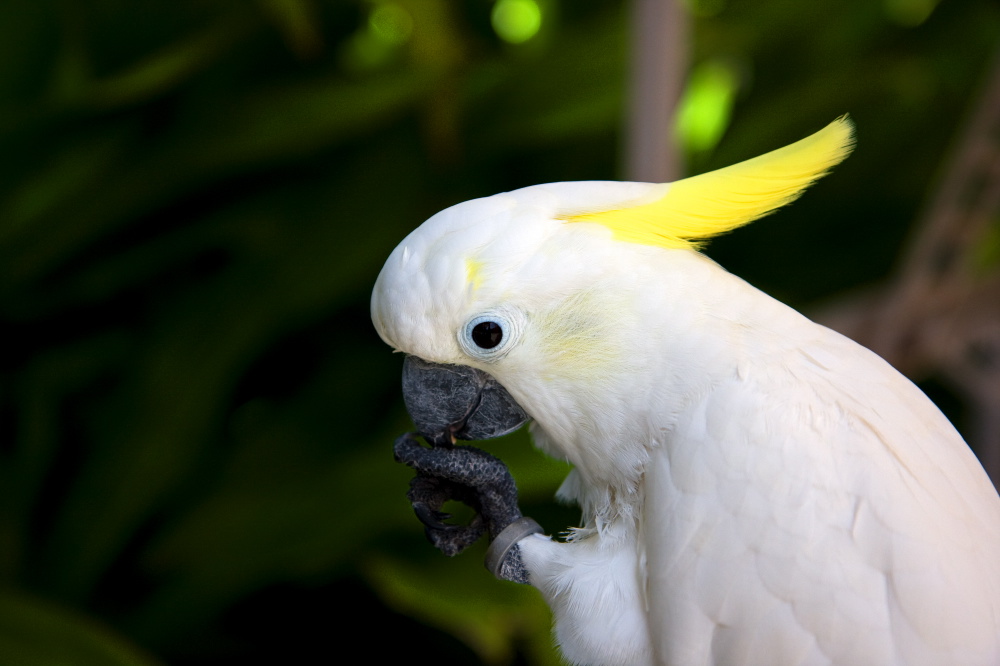 Weiss-Gelber Papagei
