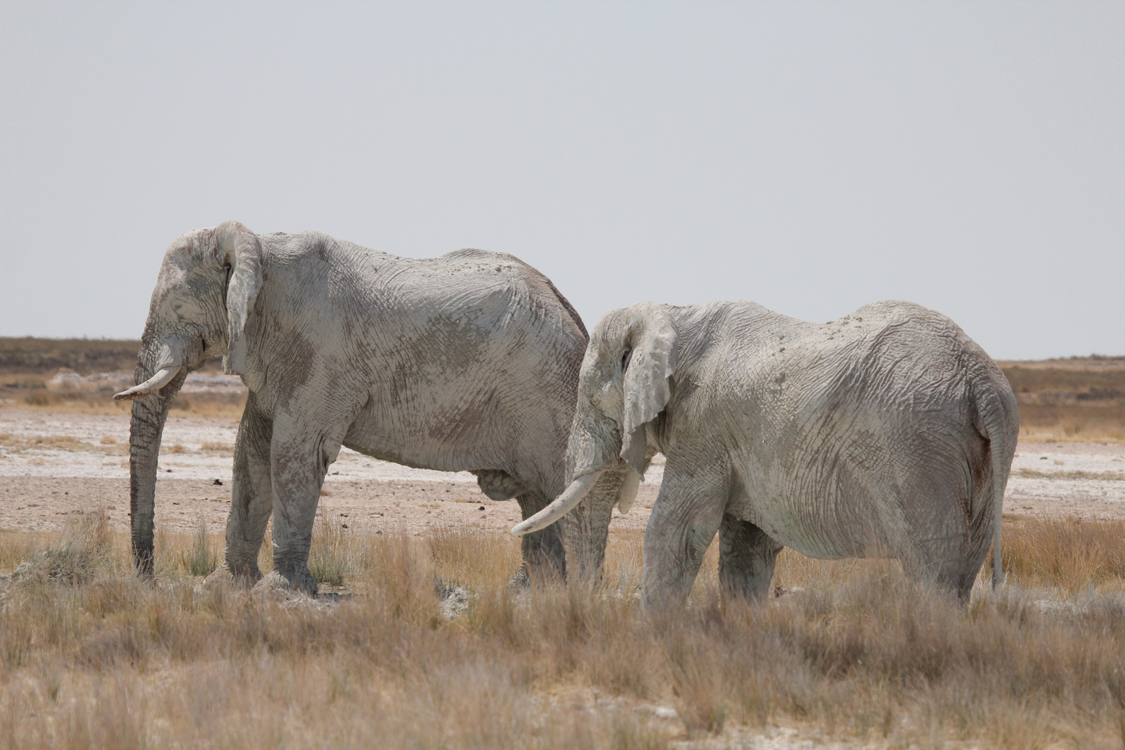 weiss gepuderte Elefanten in der weissen Ebene der Etosha Pfanne 