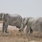 weiss gepuderte Elefanten in der weissen Ebene der Etosha Pfanne 