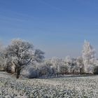 Weiß gezuckert,  white sugared, azucarado en blanco ,