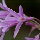 Weiß Grüne Knoblauchs Kaplilie (Tulbaghia violacea)...