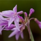 Weiß Grüne Knoblauchs Kaplilie (Tulbaghia violacea).