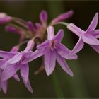 Weiß Grüne Knoblauchs Kaplilie (Tulbaghia violacea)