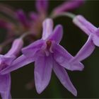 Weiß Grüne Knoblauchs Kaplilie (Tulbaghia violacea)..