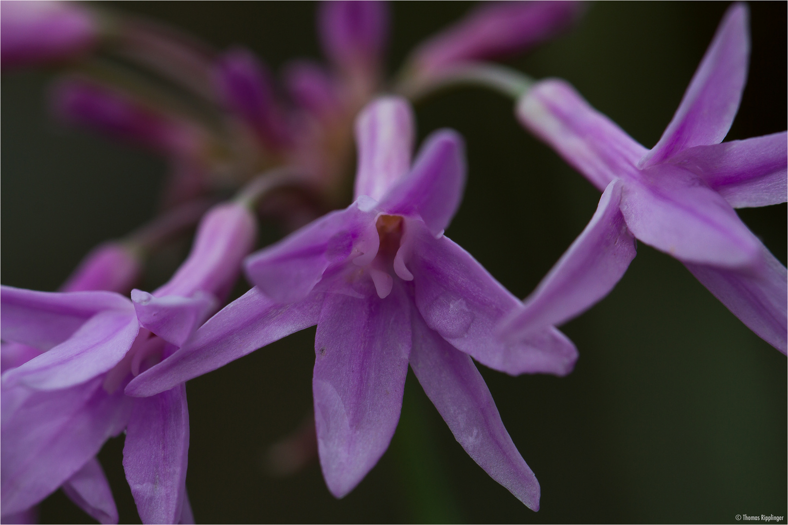 Weiß Grüne Knoblauchs Kaplilie (Tulbaghia violacea).. D