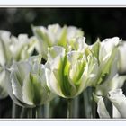 Weiß-grüne Tulpen 