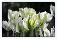 Weiß-grüne Tulpen 