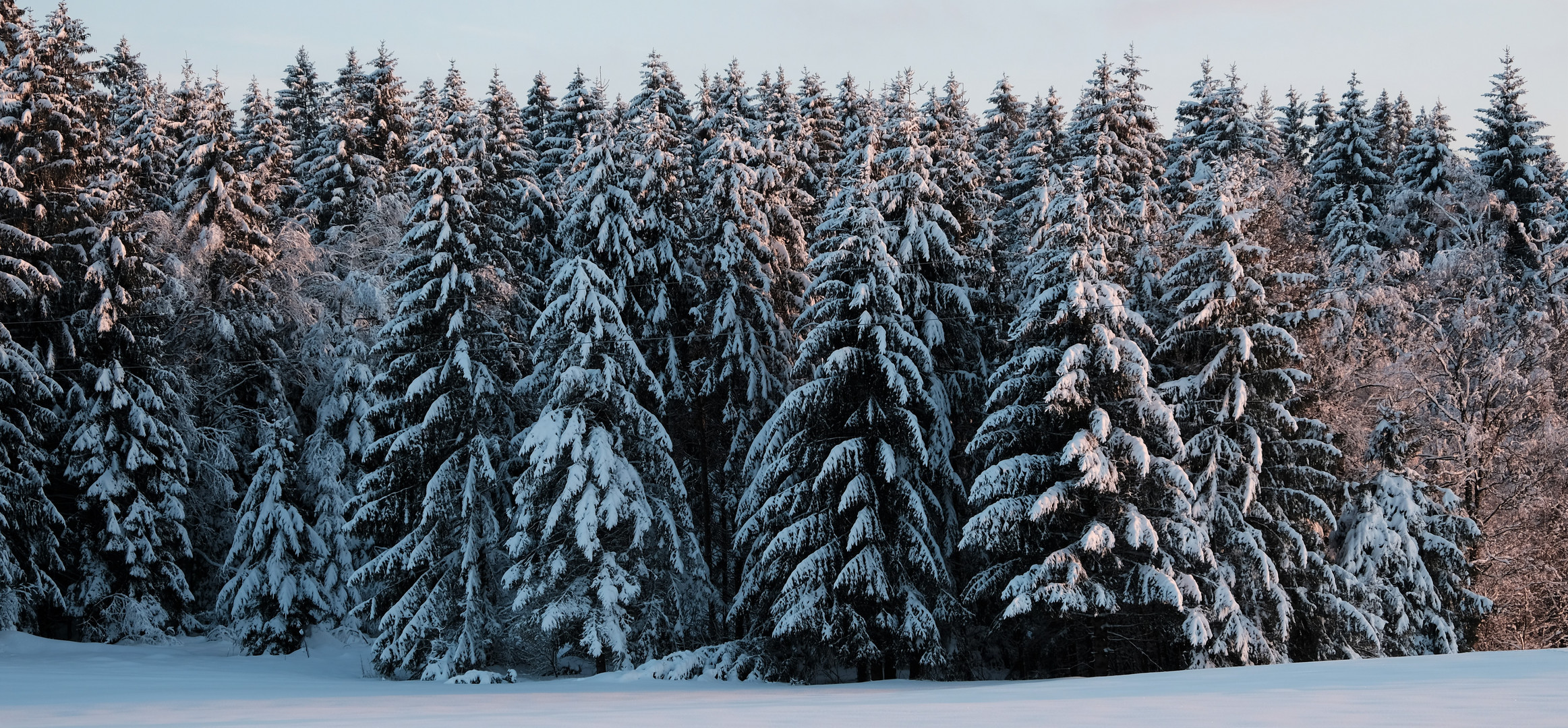 Weiß-grüne Winterfichte 