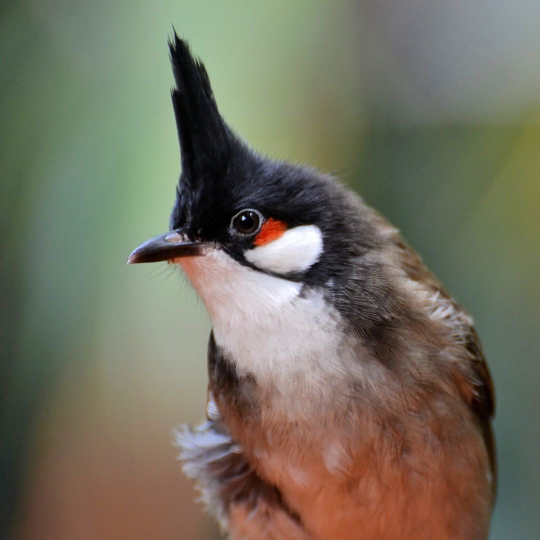 Weiß hier jemand, wie dieser Vogel heißt?