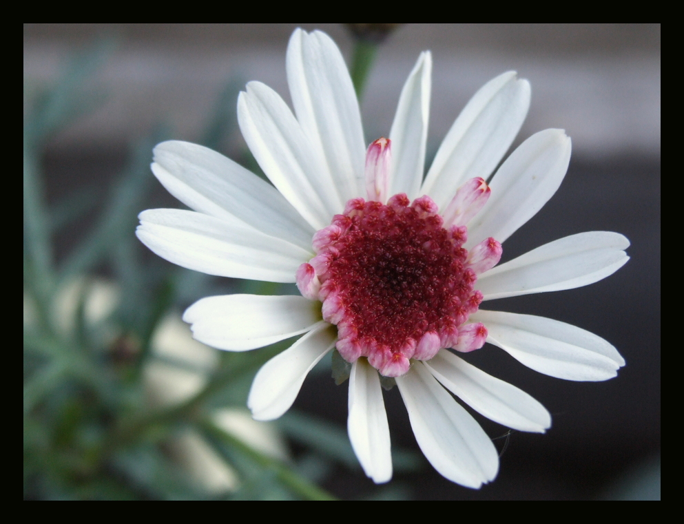 Weiß-Himbeer farbene Blüte