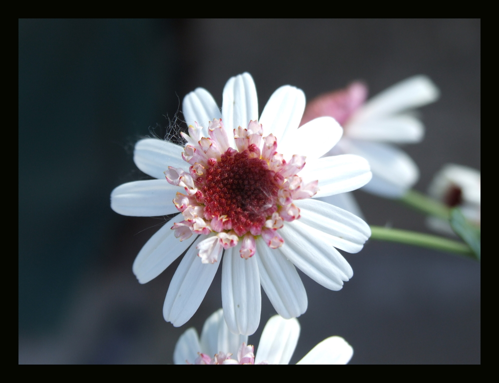 Weiß-Himbeer farbene Blüte1