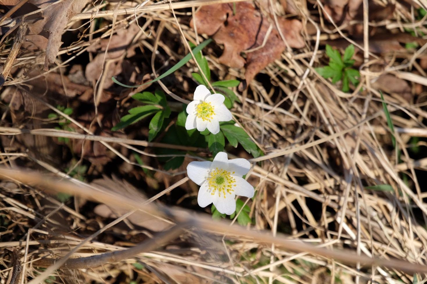 Weiss im wald