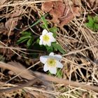 Weiss im wald