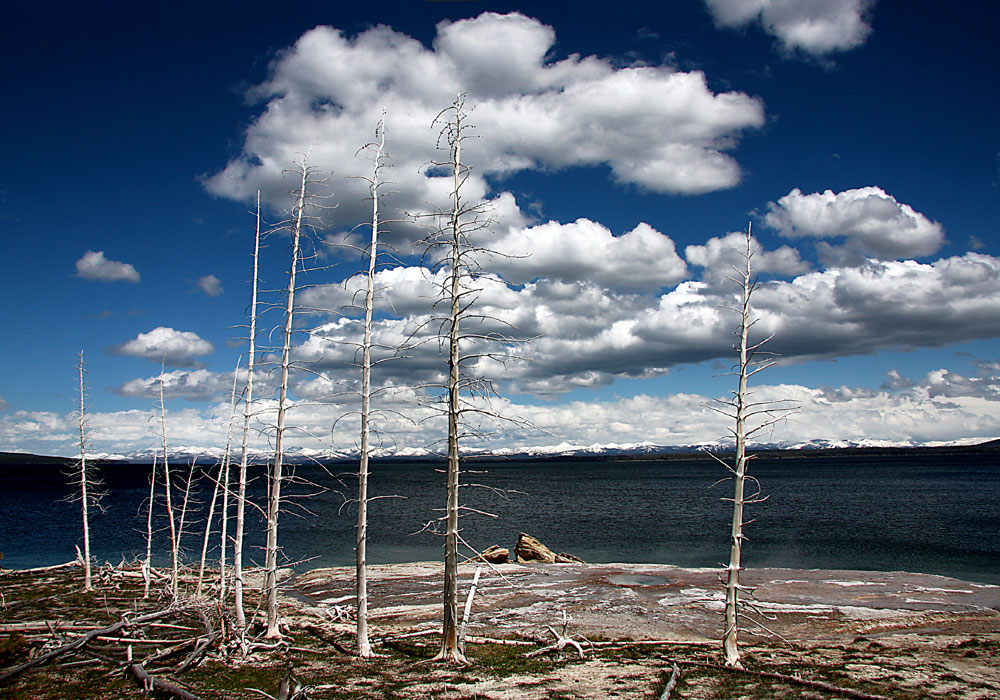 Weiss im Yellowstone