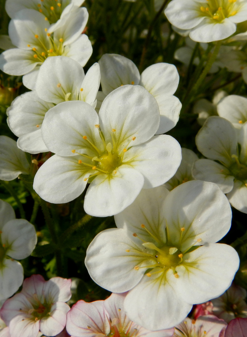 ~weiss in der sonne~