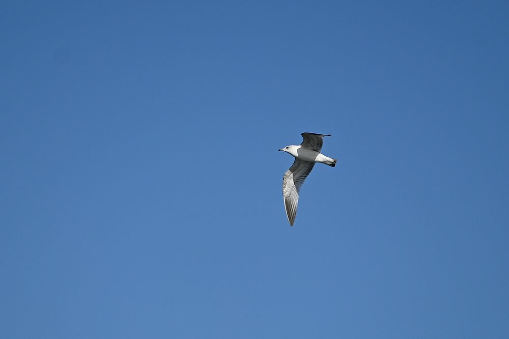 Weiss jemand, um was für eine Art Seevogel (Möwe, Sturmvogel, usw.) es sich hier handelt?