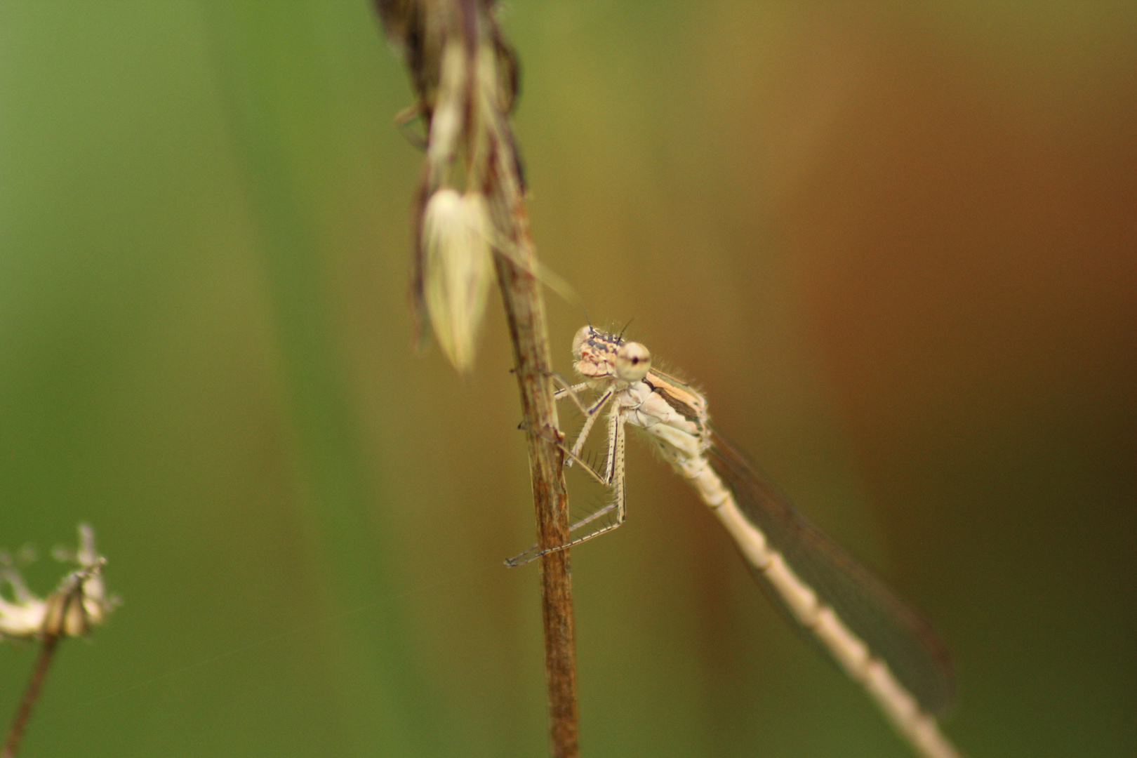 Weiß jemand, was das für ein Tier ist? Foto & Bild tiere, wildlife, natur Bilder auf