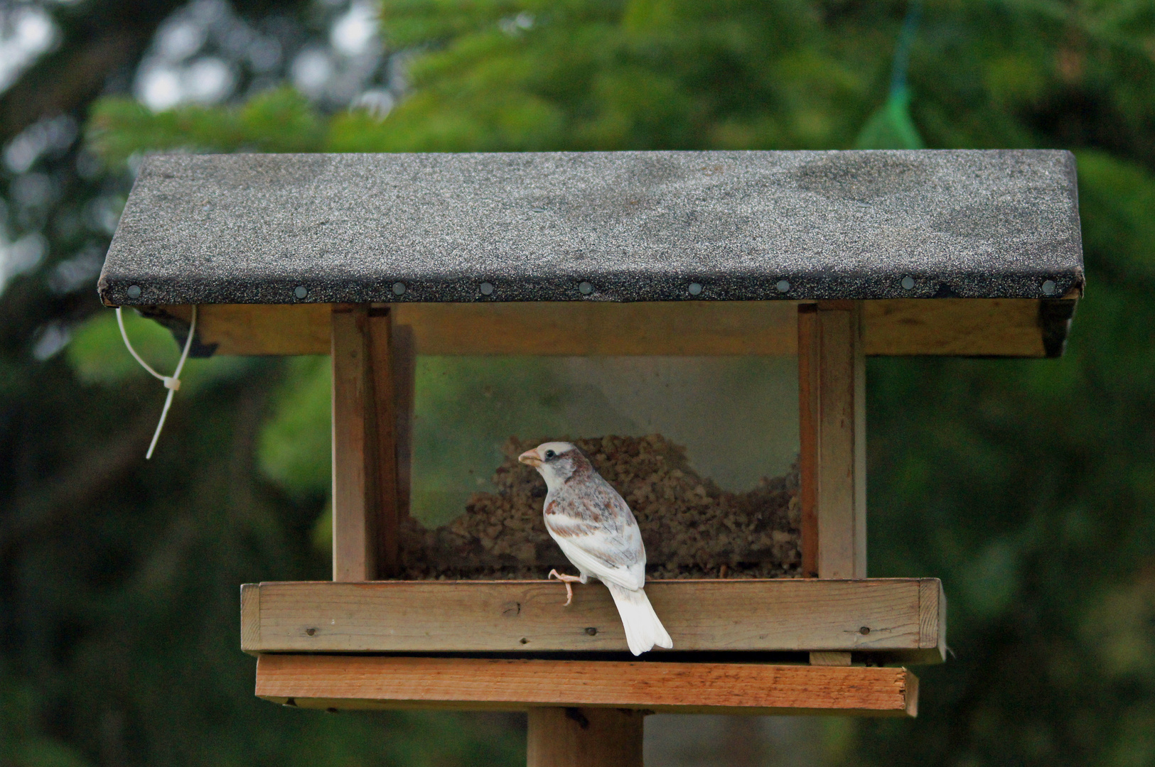 Weiß jemand, was das für ein Vogel ist?