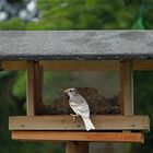 Weiß jemand, was das für ein Vogel ist?