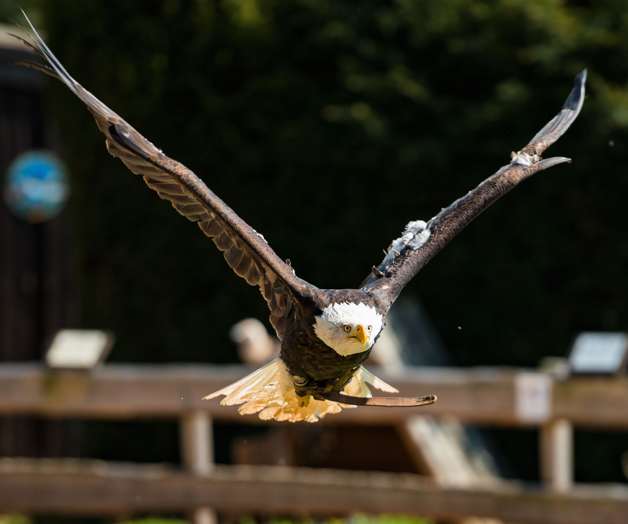 Weiß Kopf Adler