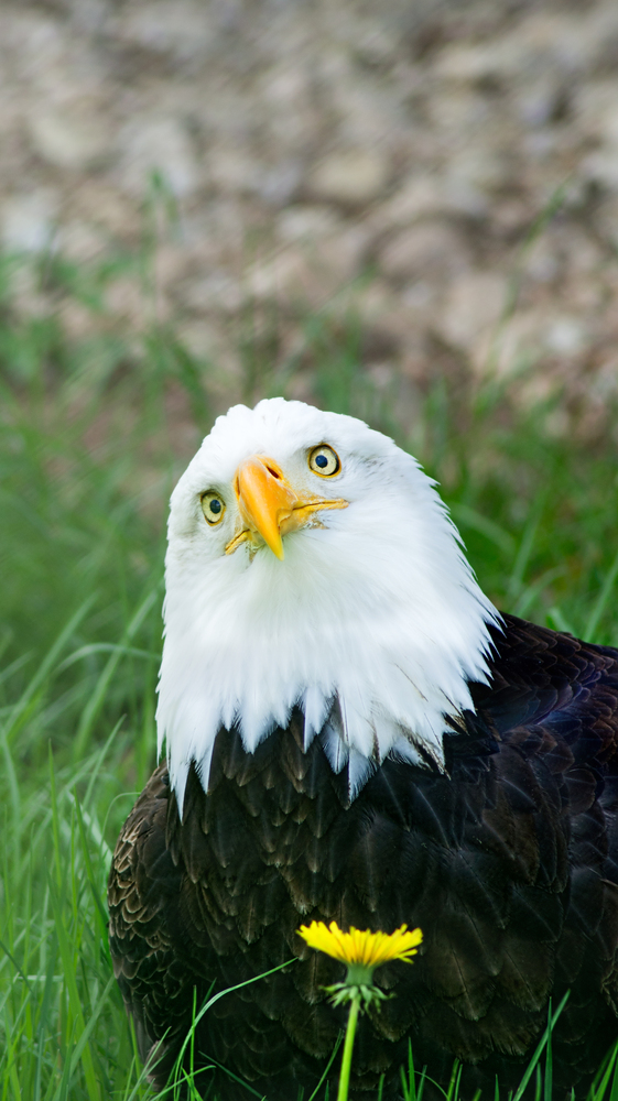 Weiss Kopf See Adler