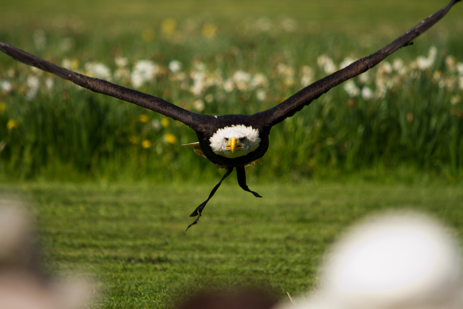 Weiß Kopf Seeadler