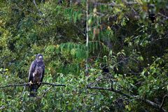 WEISS-kopfseeadler