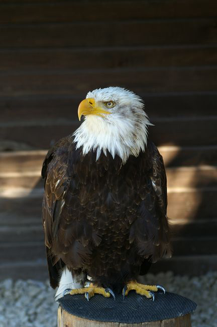 Weiß-kopfseeadler