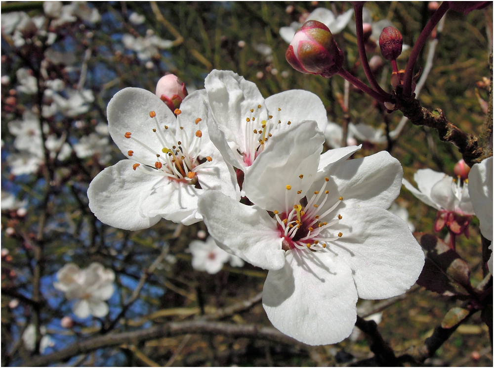 Weiß mit rosa