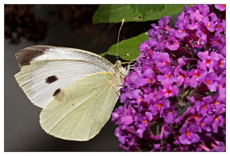 Weiss mit Sommersprossen