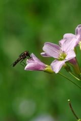 Weiss nicht genau um welche Insektenart es sich hier Handelt