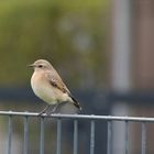 Weiß nicht welcher Vogel es ist - tippe auf Wüstensteinschmätzer (weiblich).