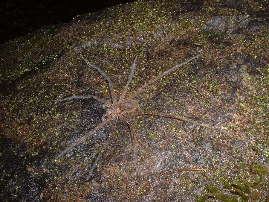 Weiß, oh Schande, den Namen dieser "lieben" Spinne gar nicht. Vielleicht kennt sie jemand?