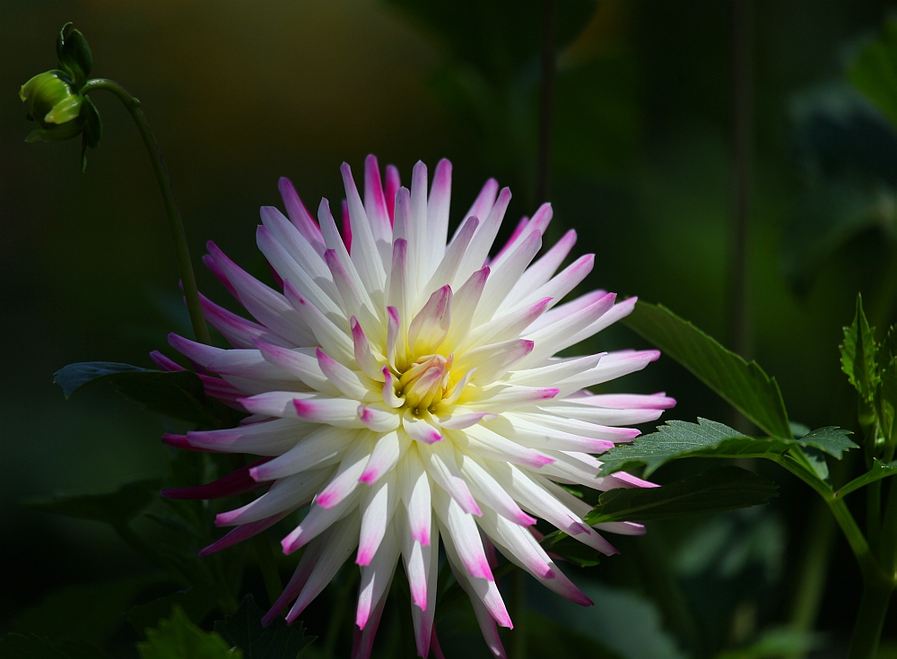 ... Weiß-Pink mit Grün ...