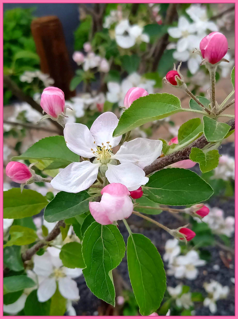 weiß-rosa Apfelblüten