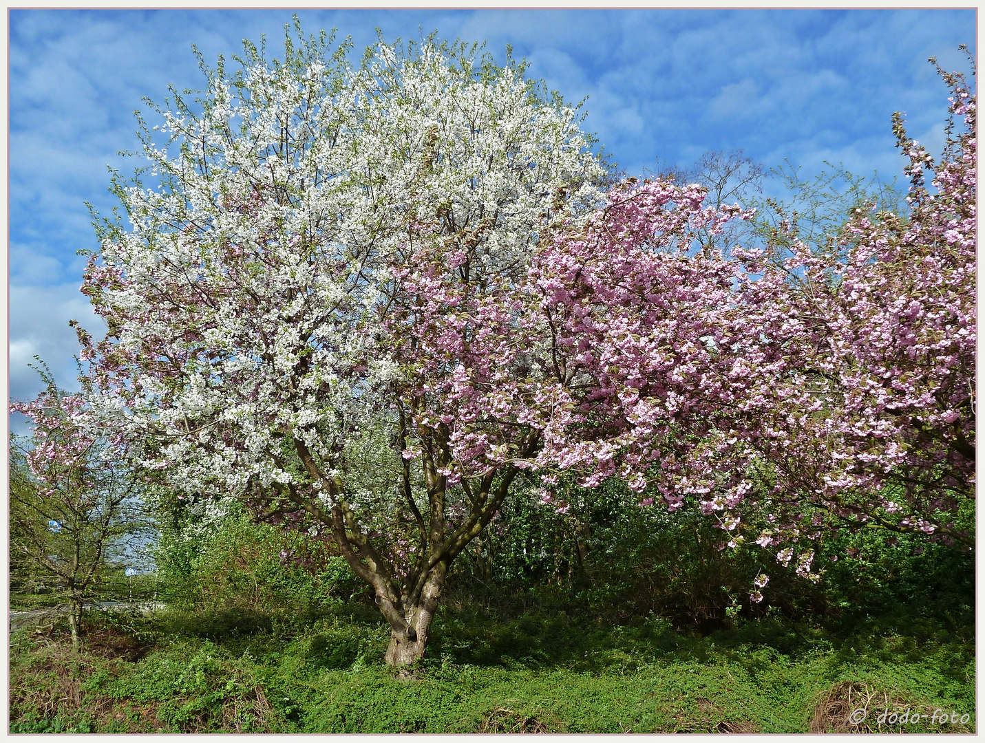 Weiss Rosa Bluht Es An E I N E M Baum Foto Bild Pflanzen