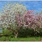 weiß & rosa blüht es an e i n e m Baum