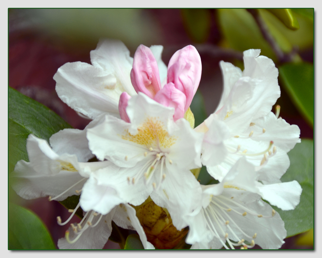 Weiß-Rosa Erblühen